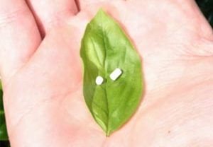 Physician Hormone Replacement Therapy Training & Compounded Hormone Pellets