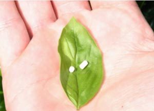 Natural Medicine and Hormone Replacement Therapy
